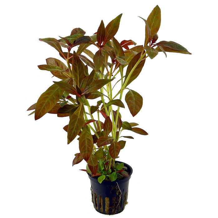 TCulture Ludwigia Glandulosa (Pot)