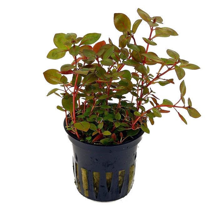 TCulture Ludwigia Palustris Super Red (pot)