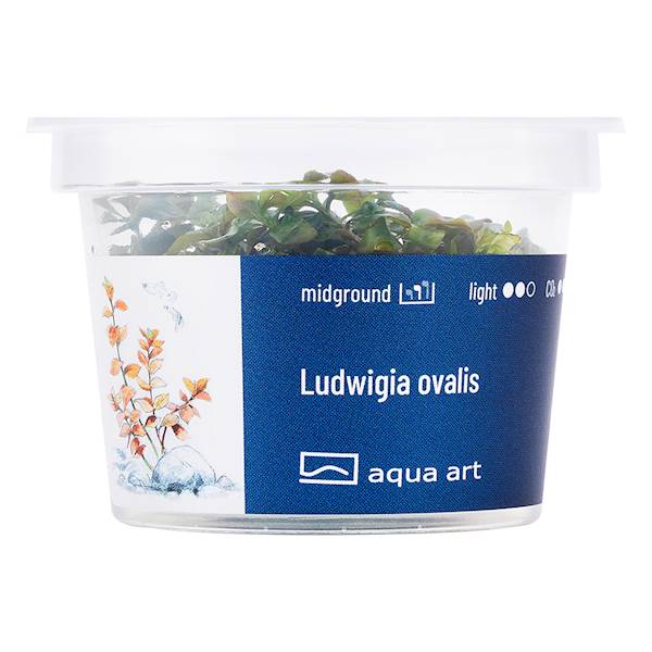 Aqua Art Ludwigia ovalis