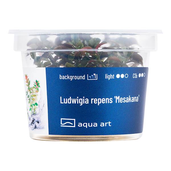 Aqua Art Ludwigia repens 'Mesakana'