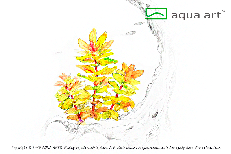 Aqua Art Ludwigia sphaerocarpa 'Pilosa'