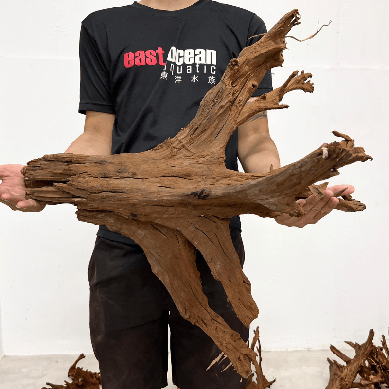 ANS Malayan Aquascape Driftwood XXL (70-80cm) — East Ocean Aquatic