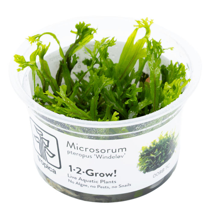 Tropica Microsorum pteropus 'Windeløv' 1-2-GROW!