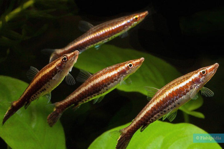 Rocket Pencil fish — East Ocean Aquatic
