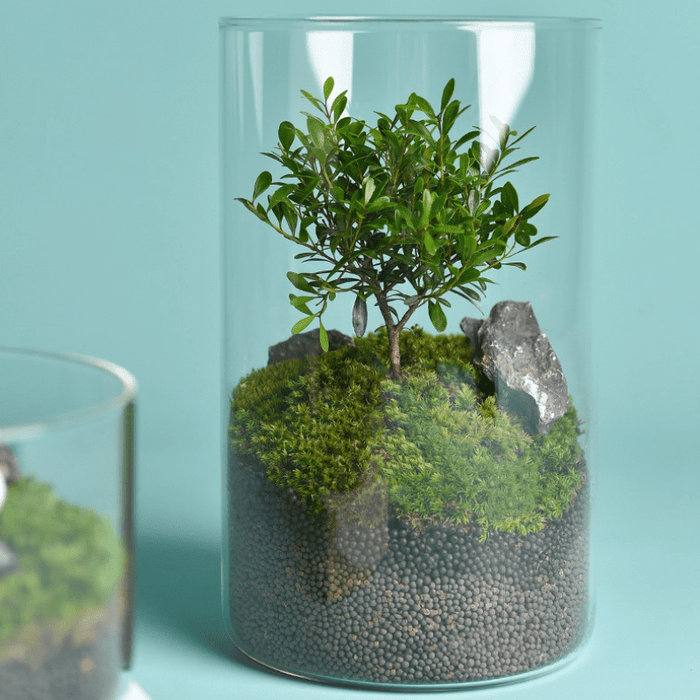 OWA Glass Cylinder (Various size)