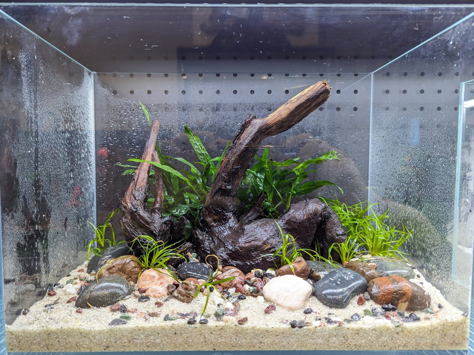 Instant Aquarium Set 004 (Ready to enjoy)