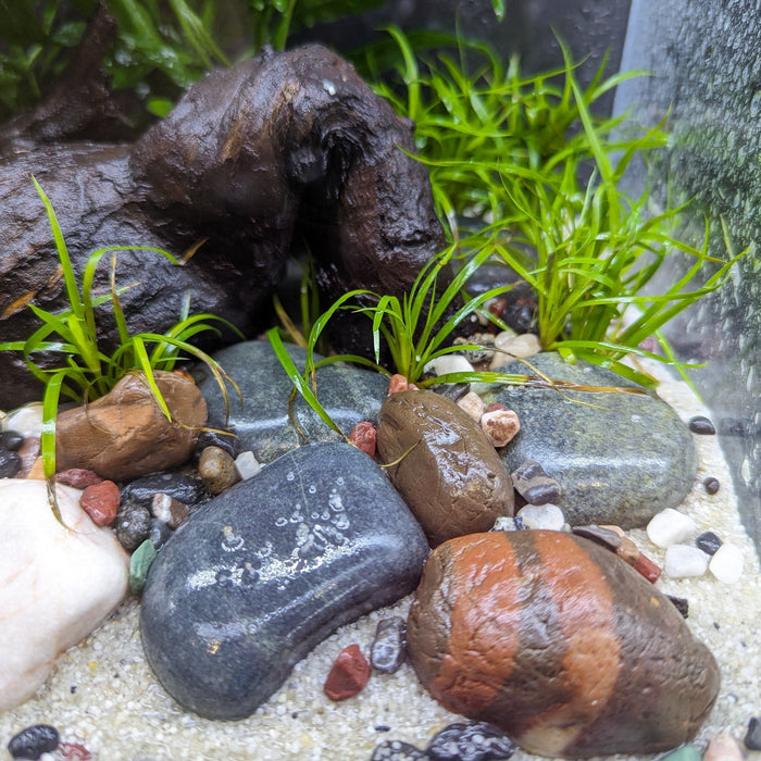 Instant Aquarium Set 004 (Ready to enjoy)