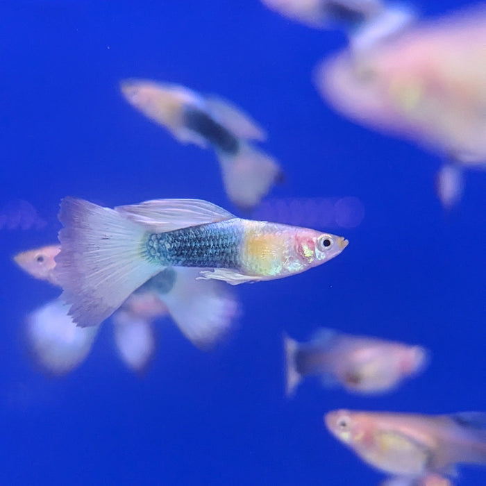 Guppy Blone Pastel (Male / Female)