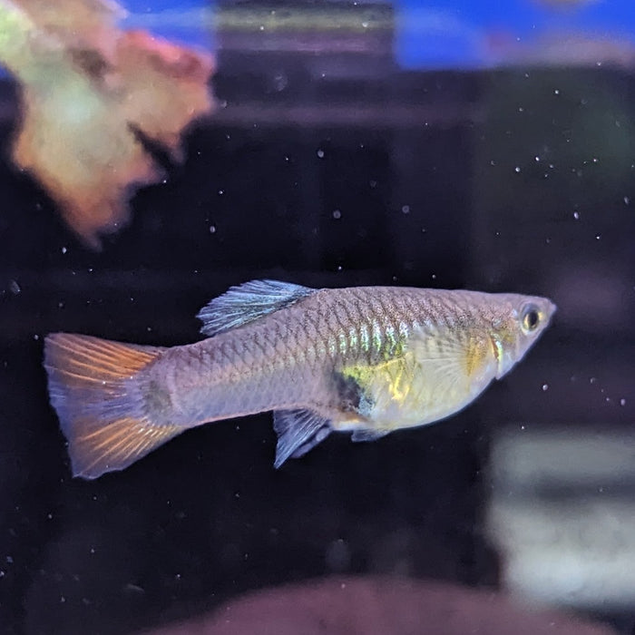Guppy Metal Red Lace (Pair Male and Female)