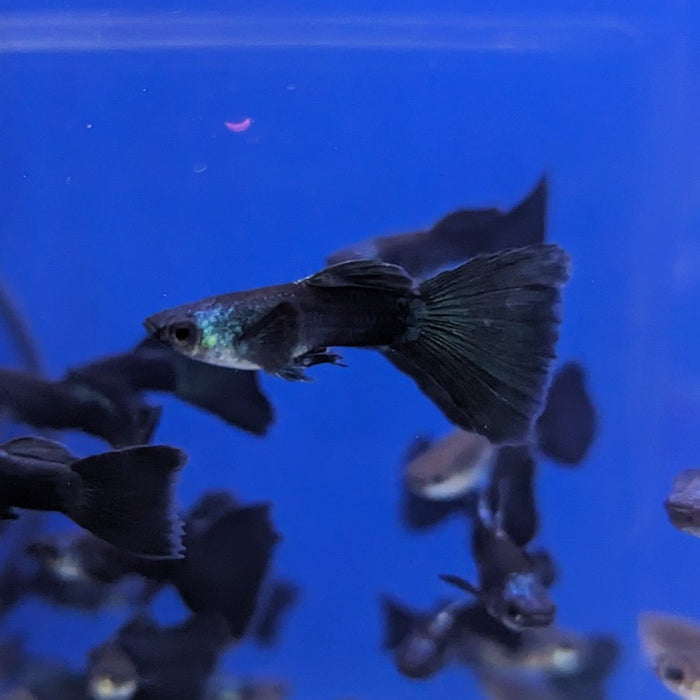 Guppy Green Moscow (Pair Male and Female)
