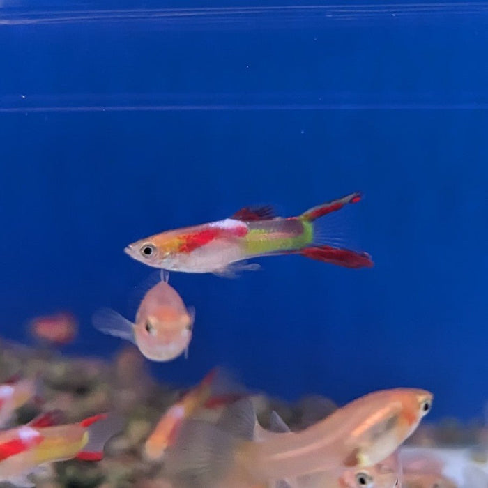 Endler Guppy Neon Type II (Pair Male and Female)