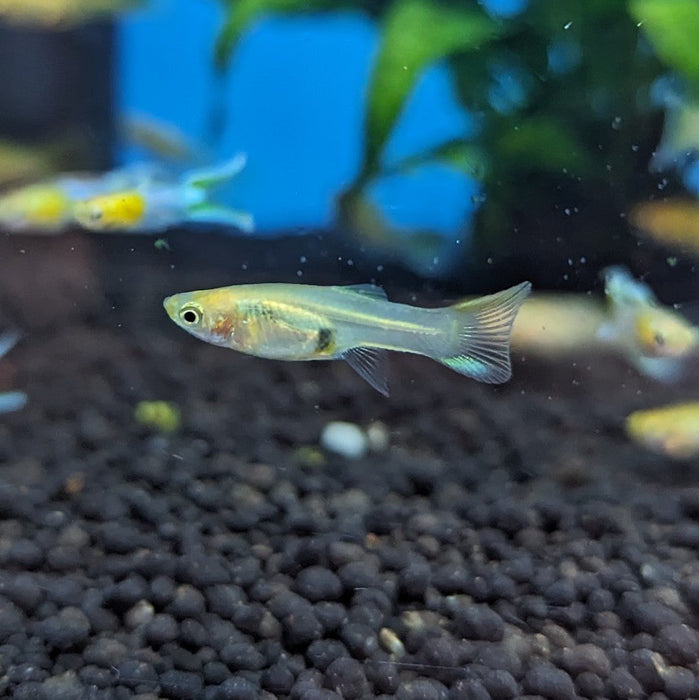 Endler Guppy Blue Yellow (Pair Male and Female)