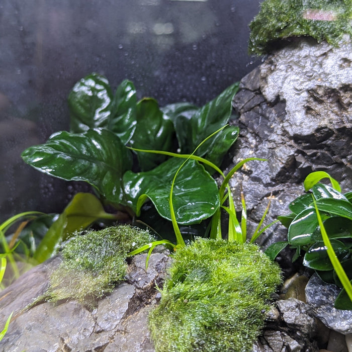 Instant Aquarium Set 011 (Ready to enjoy)