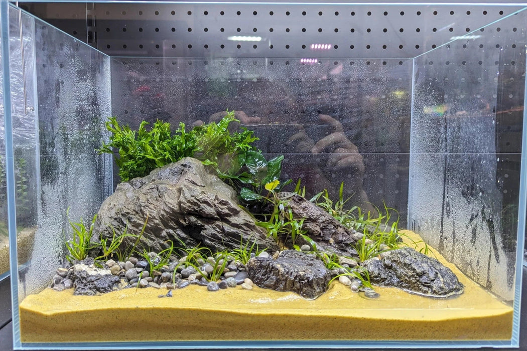 Low Maintenance Aquarium Setup Service (Without Tank)