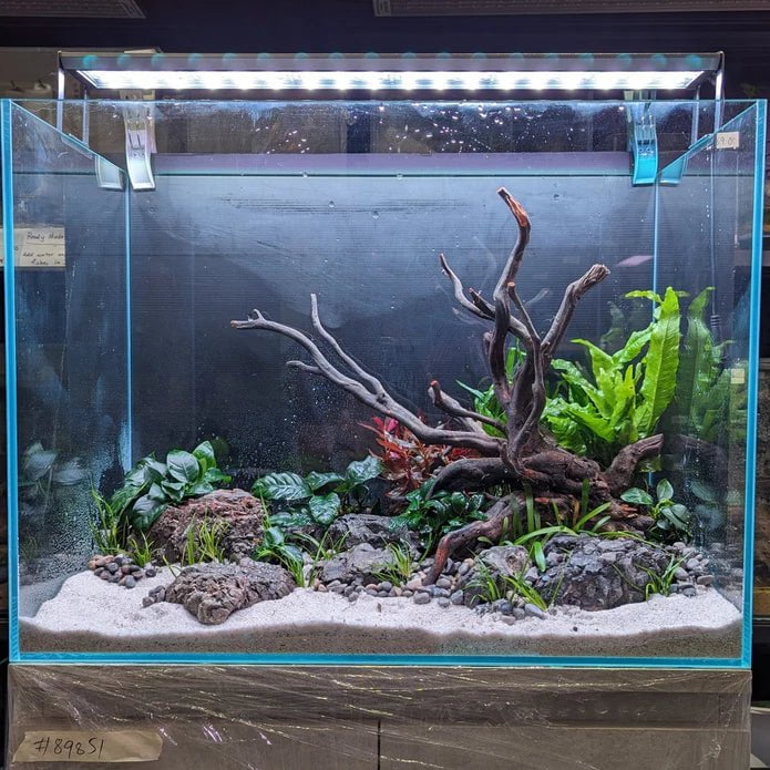 Ready to Enjoy Aquarium (Tank + Setup Service)