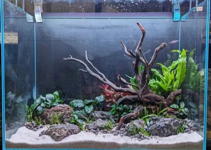 Low Maintenance Aquarium Setup Service (Without Tank)