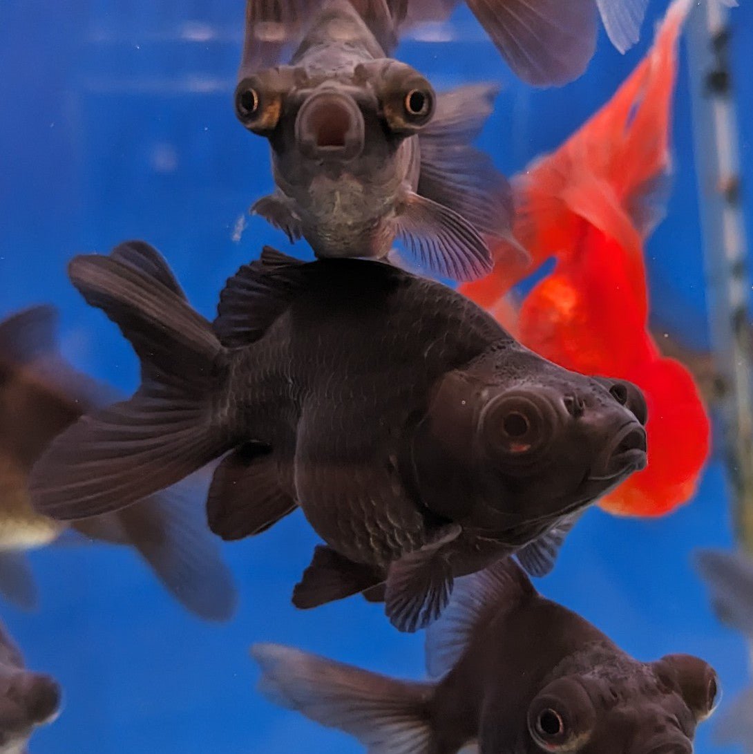 Black Telescopic Eye Goldfish — East Ocean Aquatic