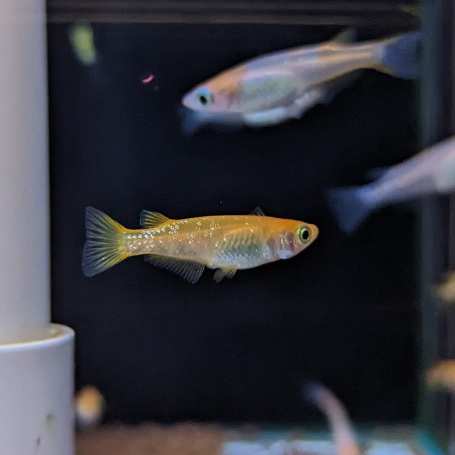 Orange Ricefish Orange Rice fish — East Ocean Aquatic