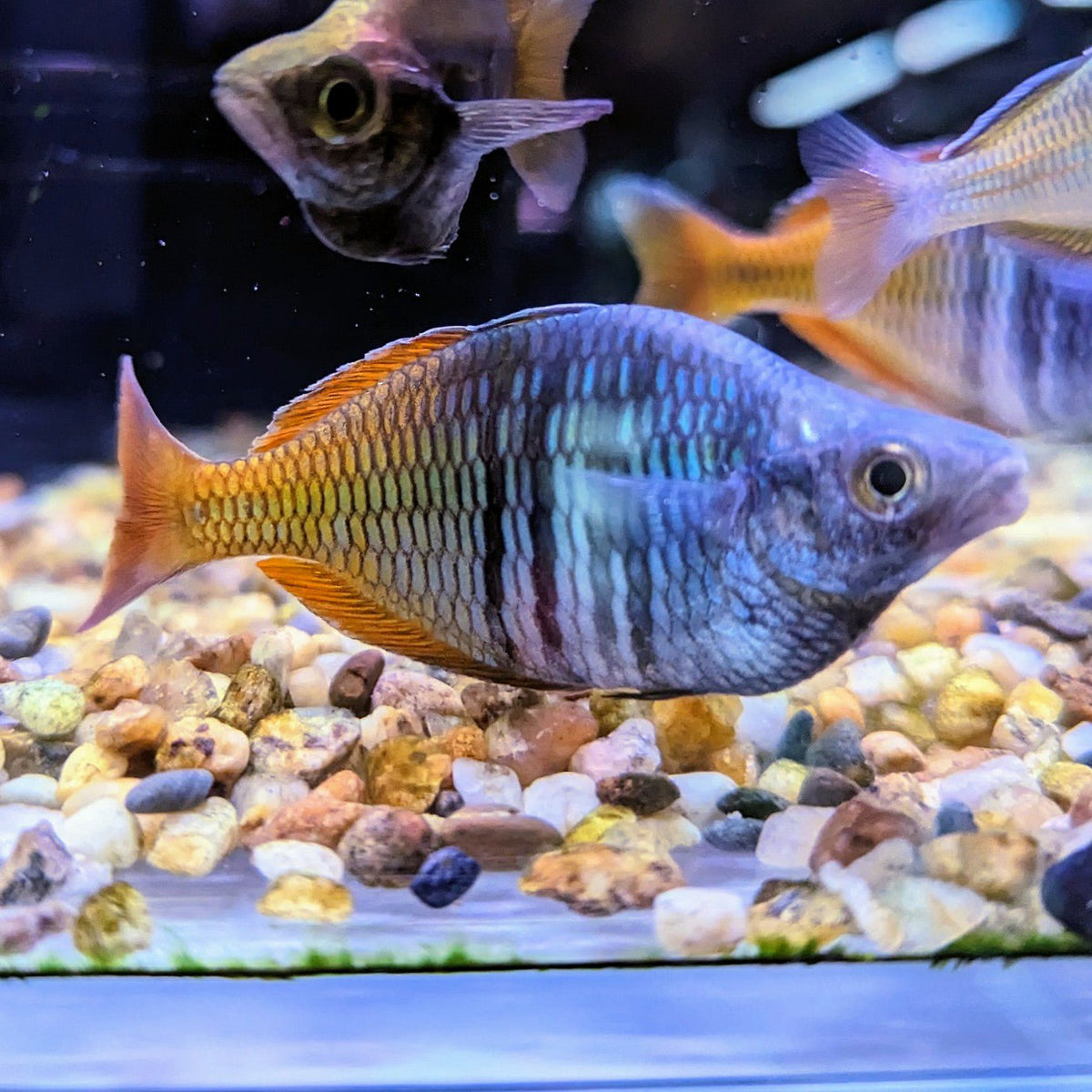 Boesemani Rainbowfish — East Ocean Aquatic