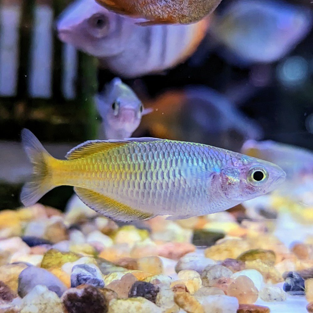 Boesemani Rainbowfish — East Ocean Aquatic