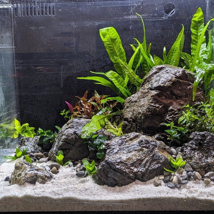 Low Maintenance Aquarium Setup Service (Without Tank)