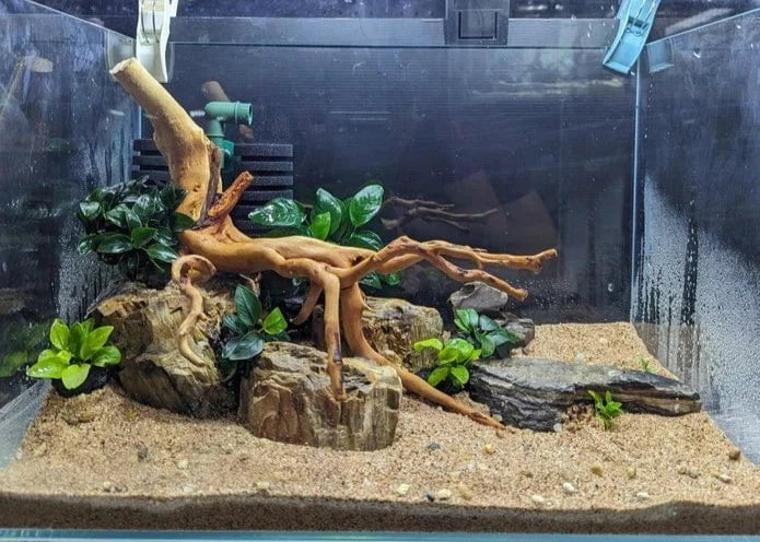 Low Maintenance Aquarium Setup Service (Without Tank)