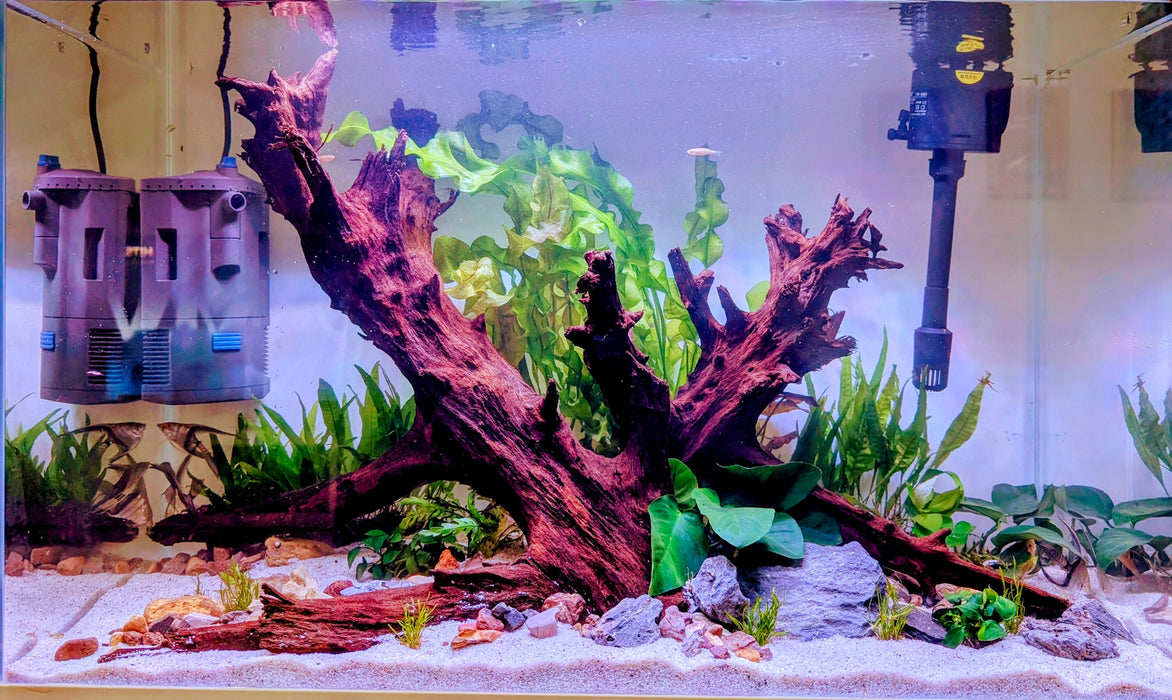 Low Maintenance Aquarium Setup Service (Without Tank)