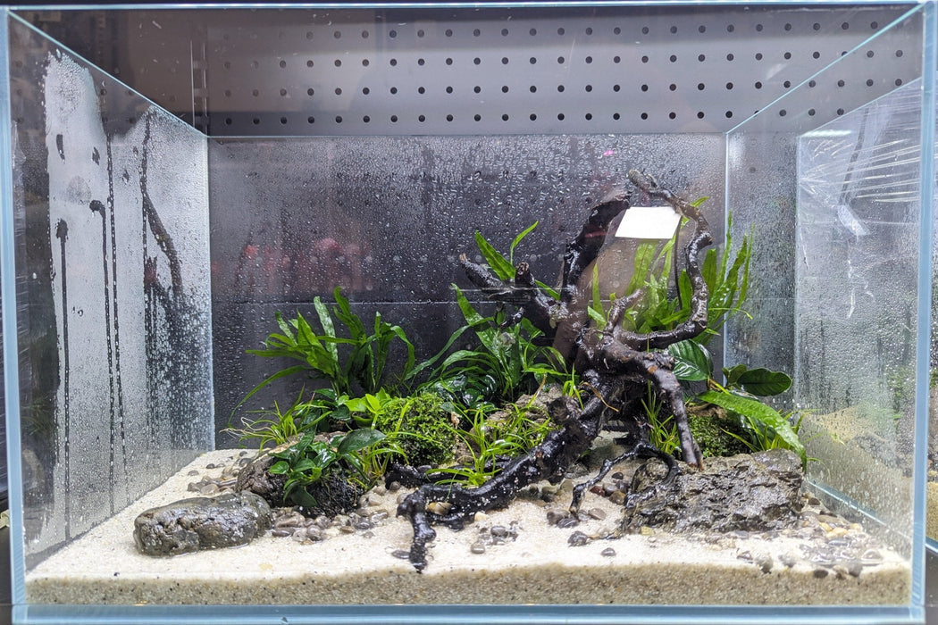 Low Maintenance Aquarium Setup Service (Without Tank)