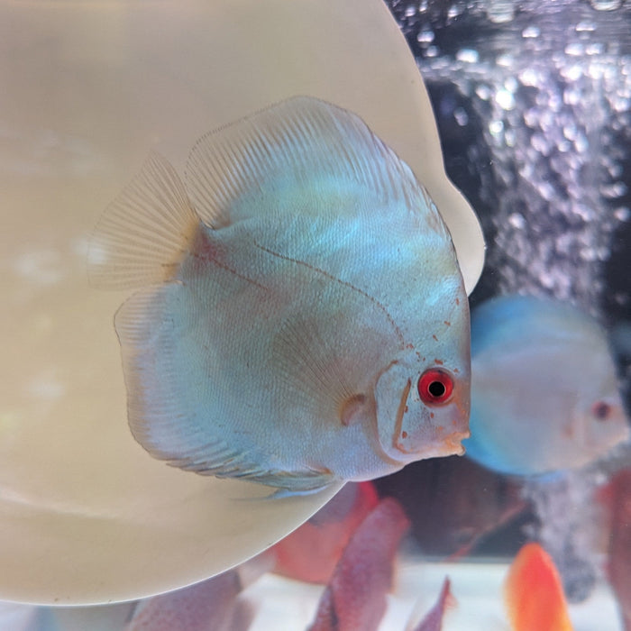 Blue Diamond Discus Fish