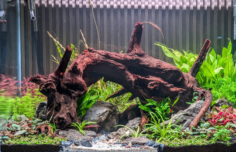 ANS Old Black Driftwood (Various size)