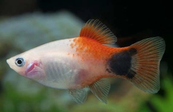 Platy Mickey Mouse Red White