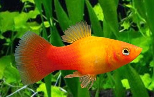 Platy Sunset Gold — East Ocean Aquatic