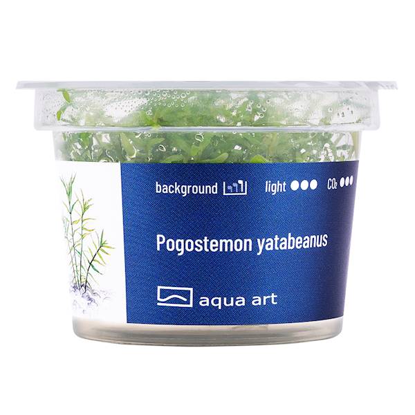 Aqua Art Pogostemon yatabeanus