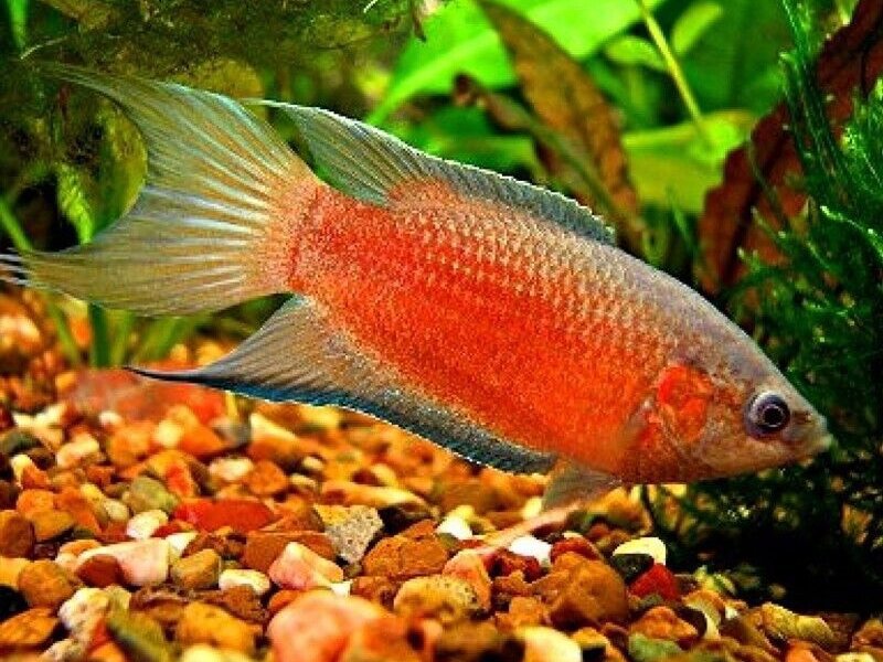 Red paradise fish
