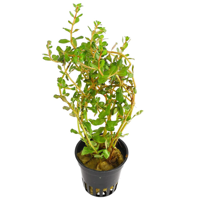 TCulture Rotala H'ra (Pot)