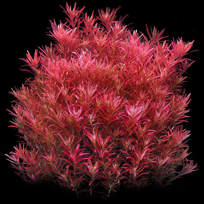 TCulture Rotala Rotundifolia 'Blood Red'  (Pot)