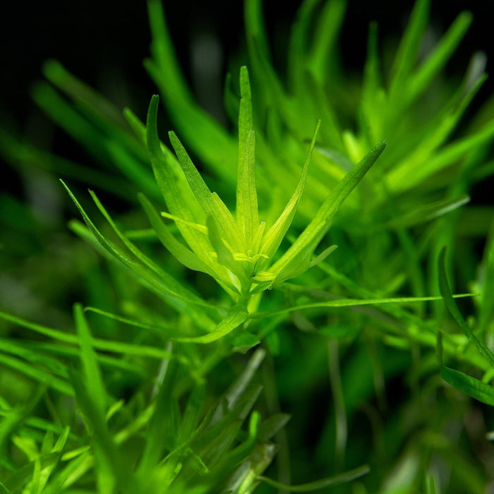 TCulture Rotala sp. Green (Pot)