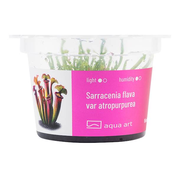 Aqua Art Sarracenia flava var atropurpurea