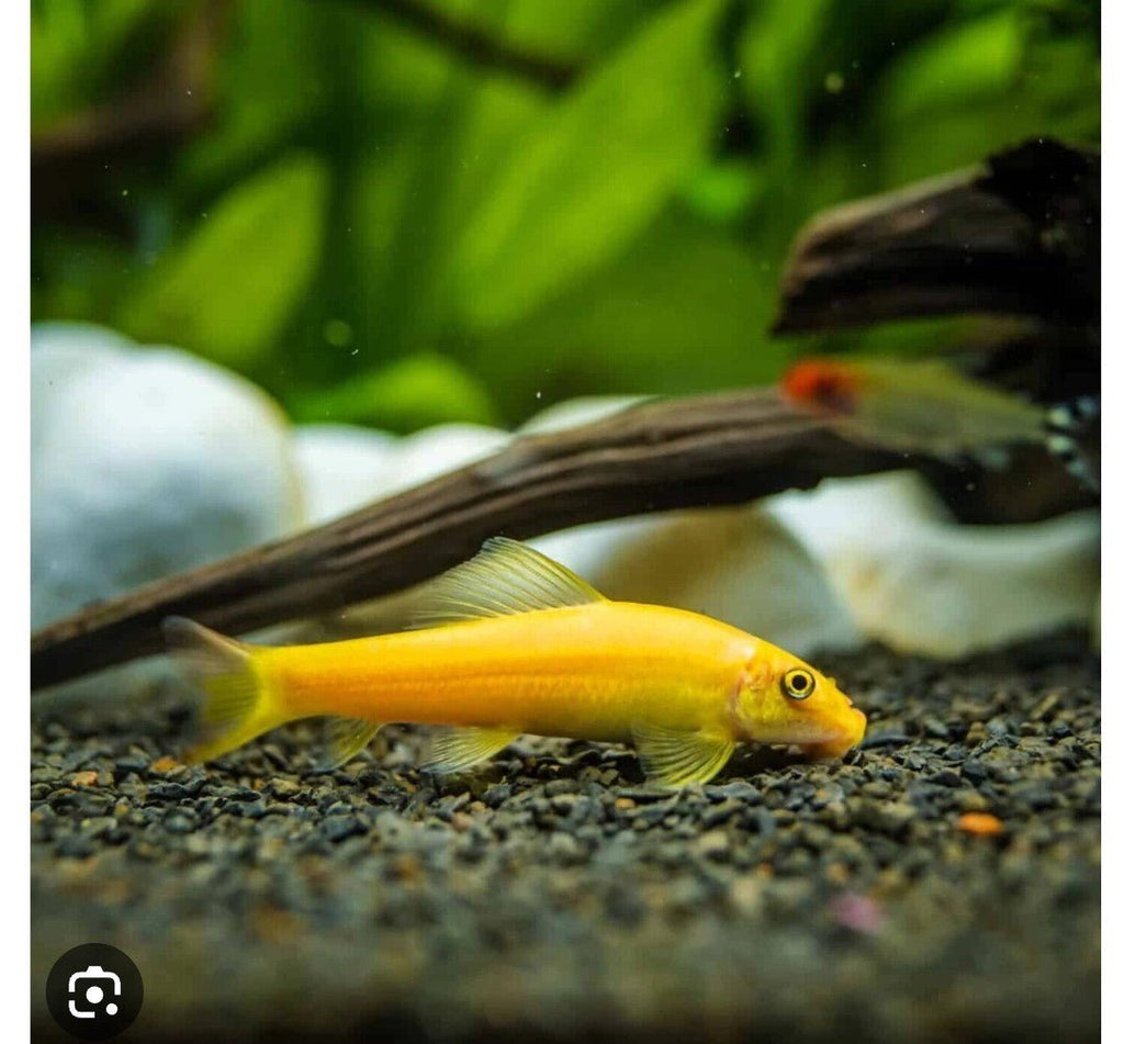 Golden algae eater clearance food