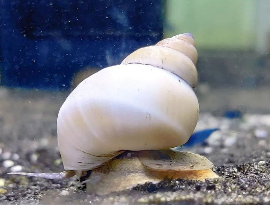 White wizard snails