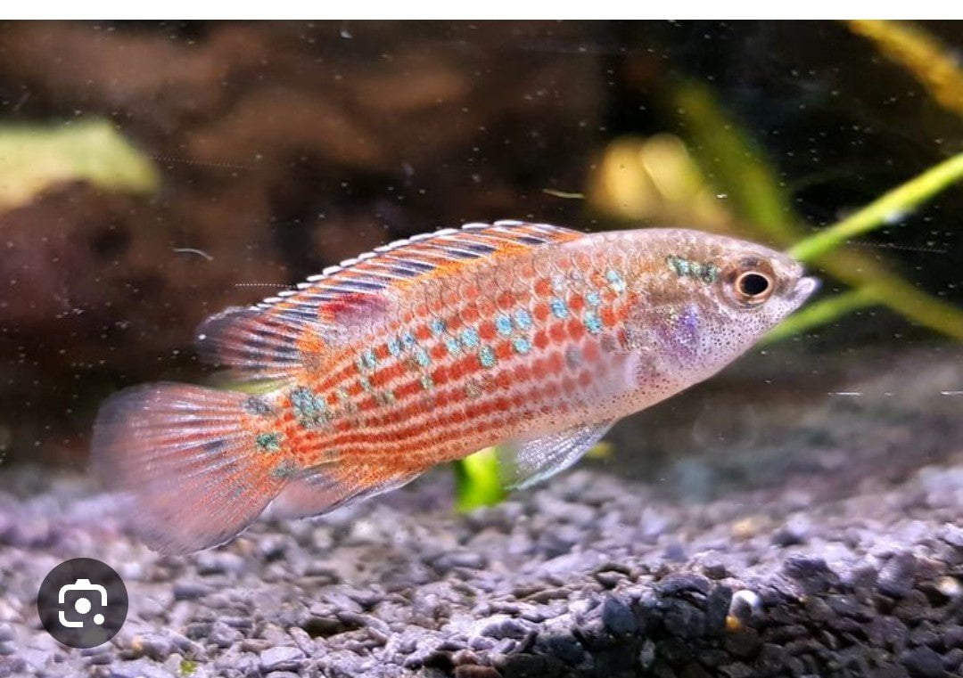 Badis Ruber — East Ocean Aquatic