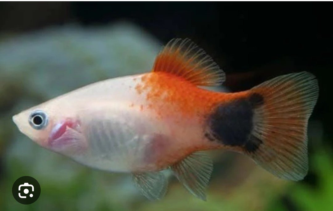 mickey mouse Platy