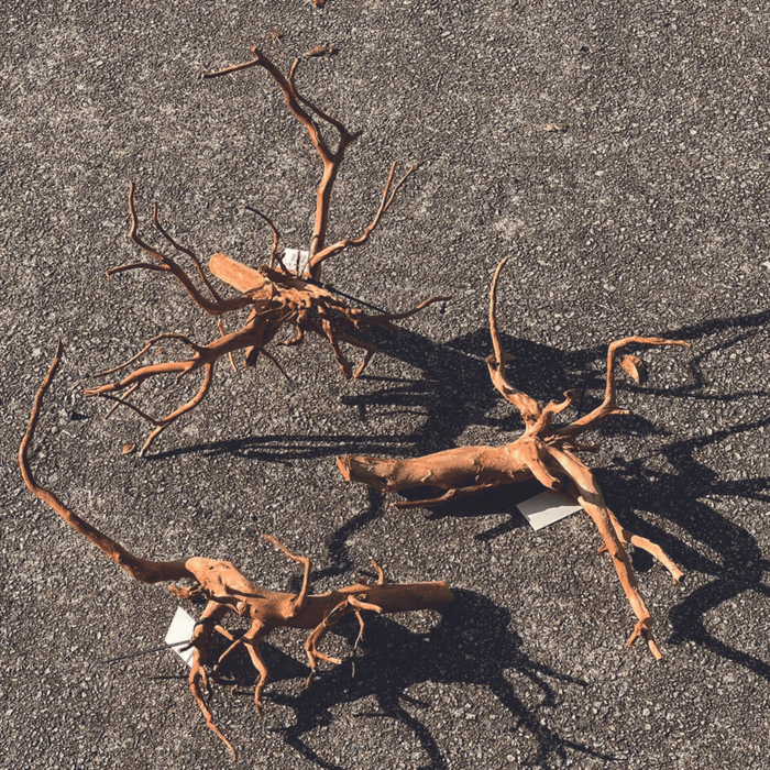 ANS Sumatra Driftwood (various size)