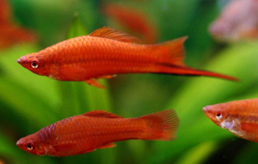 Live Fish : Molly / Platy / Guppy — East Ocean Aquatic