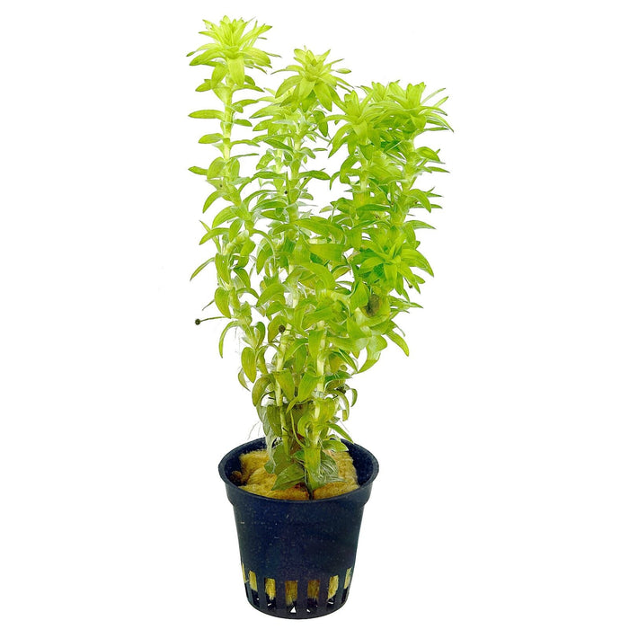 TCulture Tonina Fluviatilis (Pot)