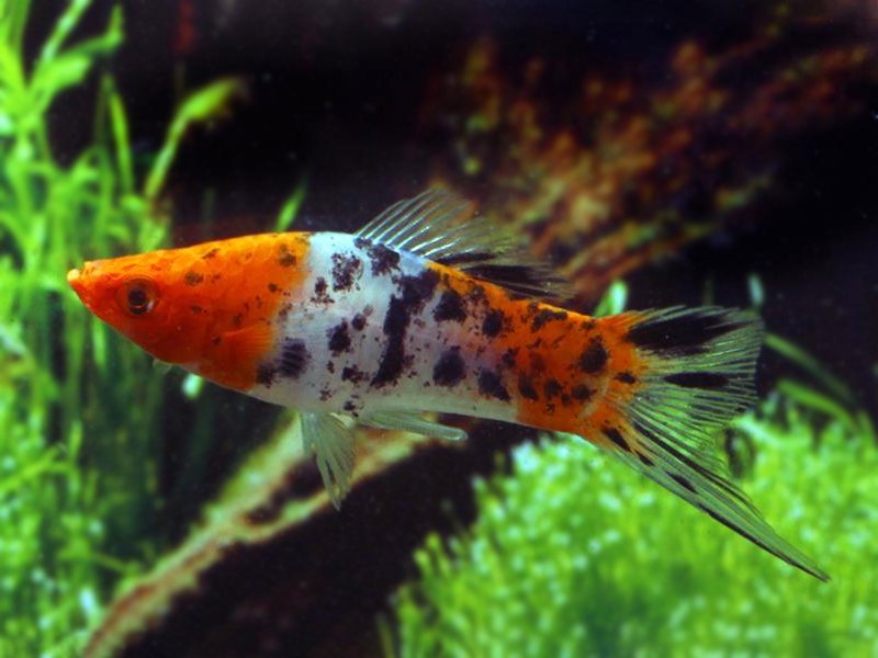 Tri-color Swordtail fish