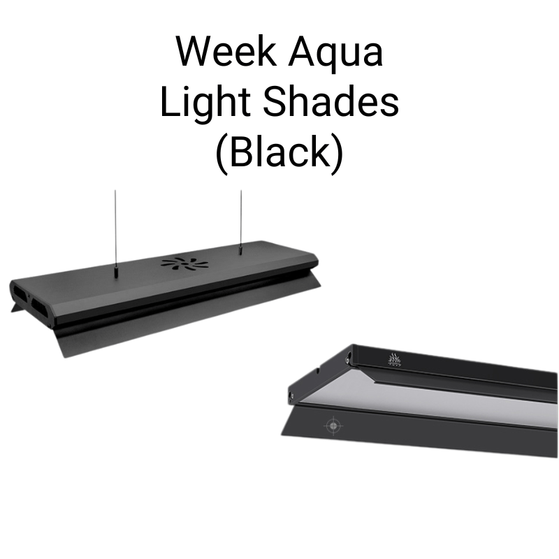 Week Aqua - Light Shades Black (V/M/L/P - Series) (1 pair/box