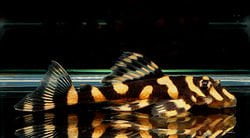 L-168 — East Ocean Aquatic