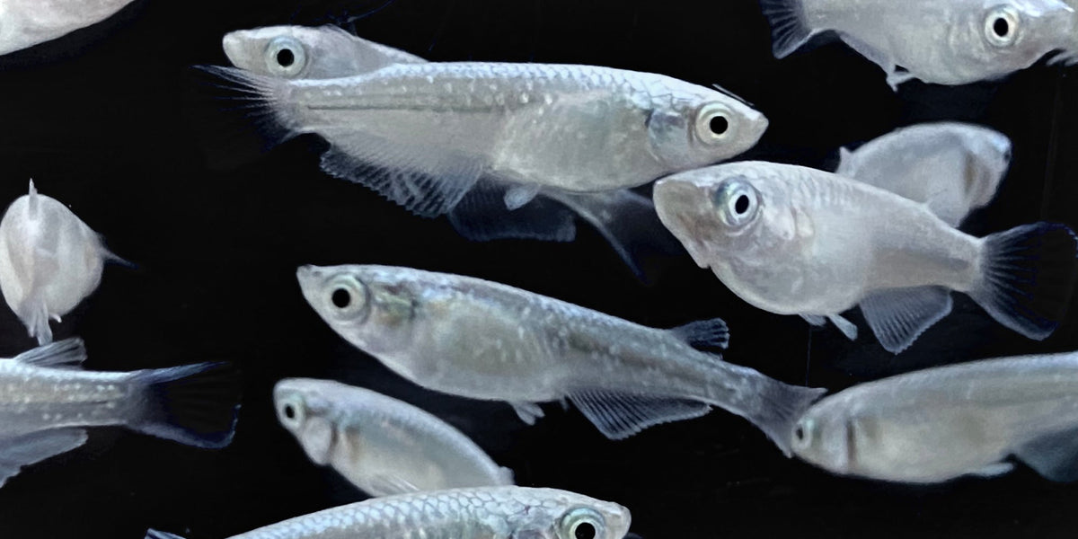 Platinum Rice fish — East Ocean Aquatic