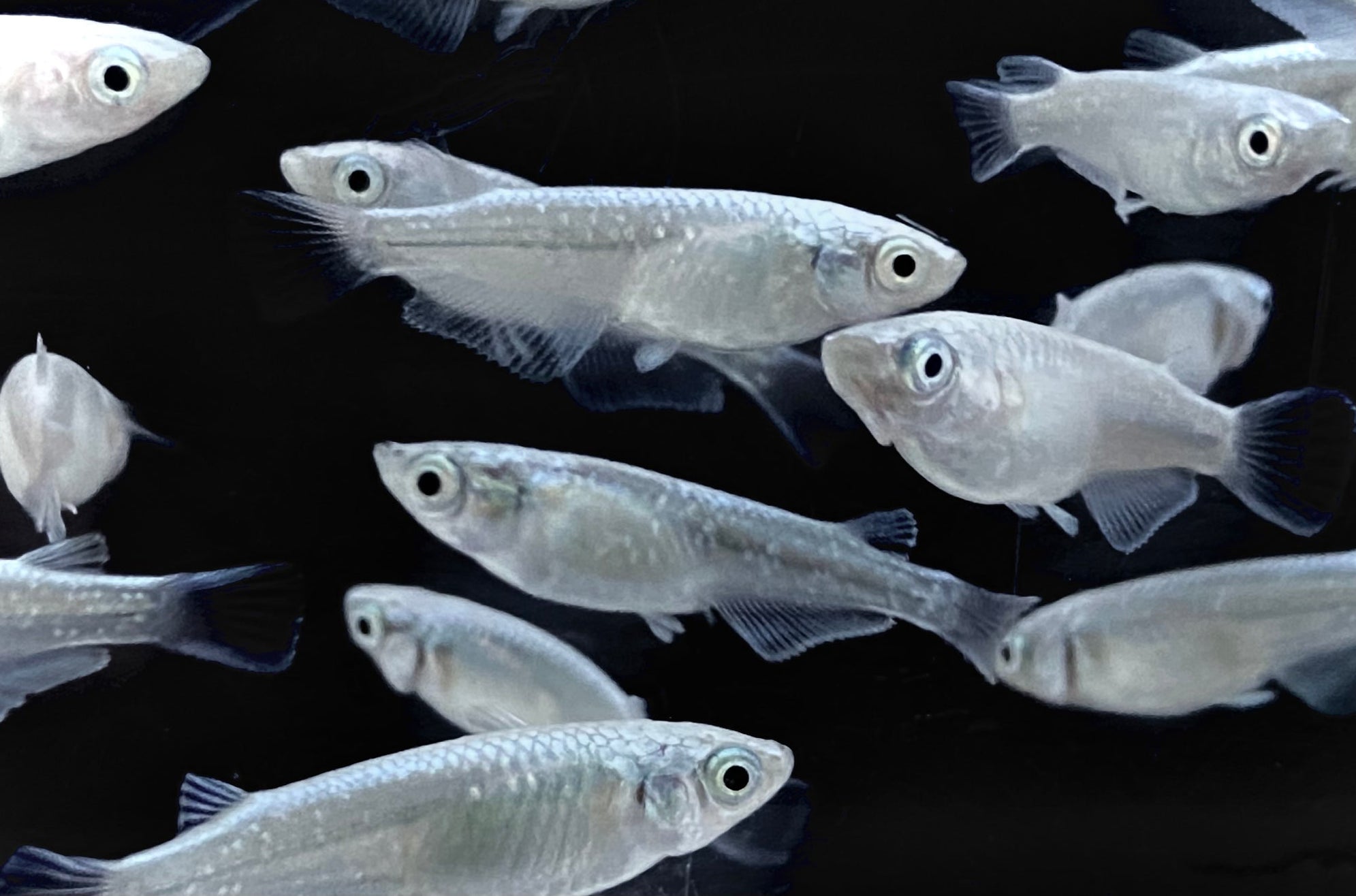 Fancy Rice Fish Platinum Rice fish — East Ocean Aquatic